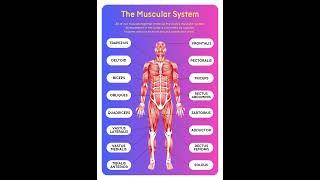 Muscular System in Human Body | Learninghub | Human Parts