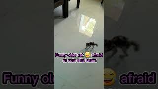 Funny cat afraid of cute little kitten  #funnycat #funnyvideo #shorts