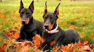 Funny Doberman Videos 2017 - Funny Dogs Compilation