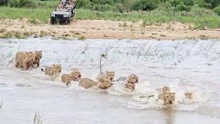 RIVER CROSSING LIONS 