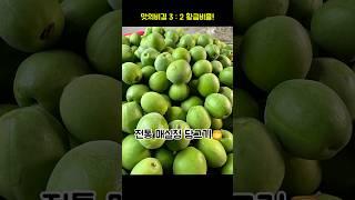 "3 : 2 황금비율! 전통 매실청 담그기"