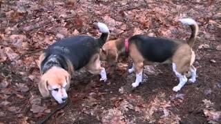 Beagle wandeltocht Rijense bossen 24 januari 2016