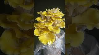 Golden Oyster mushroom  