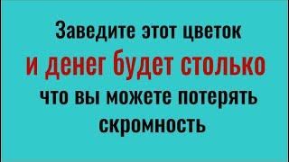 Это изменит вашу жизнь! Заведите этот цветок и у Вас всегда будут деньги и удача