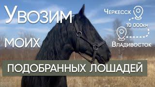 Увозим моих подобранных лошадей с Дальнего Востока | Обзор конюшни |  Александр Обжерин