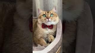 #shorts funny cat youtube channel cat form meow yawn ct video youtube online cute kitty meowing