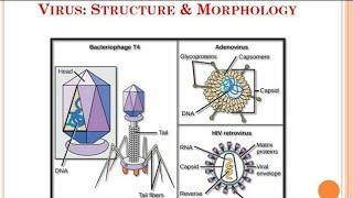 {3} Virus: Structure and Morphology...#VeterinaryMicrobiology