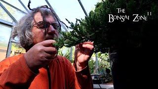 My 50 Dollar Juniper Challenge Tree, The Bonsai Zone, May 2024