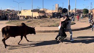 Asmara Visiting my old home town // family getting chased by cow Eritrea funny moments