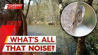 Expert reveals why cicadas are so loud this year | A Current Affair