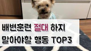 강아지 배변훈련 절대 하지말아야할 행동 top3 / 배변판에서 자는 강아지 필독/ 배변훈련 실패 이유 / 꼬미의 초간단훈련