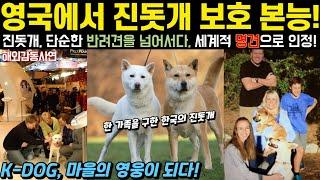 [해외감동사연] 한국의 K-DOG 진돗개! 강도가 들어도 우리 가족과 집이 안전할 수밖에 없는 이유! 진돗개의 보호 본능 영국에서 빛나다!