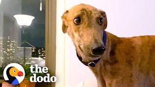Rescued Racing Greyhound Scared Of Everything Can’t Stop Smiling Now | The Dodo