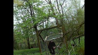 Hilborough Estate: Illegal Goshawk Trapping