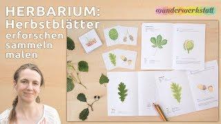 Wunderwerkstatt Herbarium