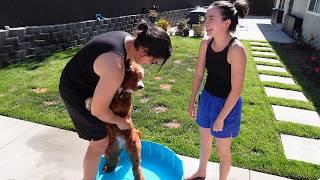 Our Puppies First Time In A Pool!