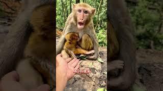 Monkey Mom Protects Baby From Human Touch