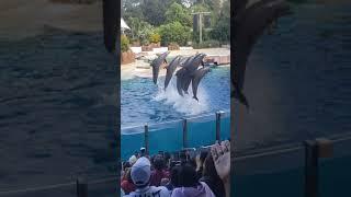 enjoying the dolphins in the aquarium dolphin disfrutando de los delfines en el acuario delfin show