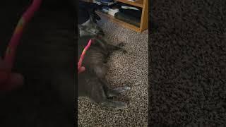 Big cat attacks toy