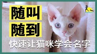 【猫咪训练】超实用！五分钟教猫咪辨认自己的名字