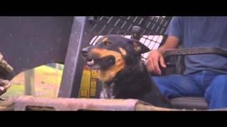 Total Feeds Canine #1