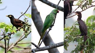 Birds - Myna, Rose-ringed parakeet, Little cormorant - Bird watching