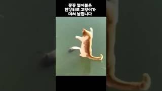 꽁꽁 얼어붙은 강에서 고양이가 깜짝놀란 이유 