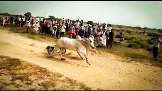 Ox Race ● Sapna ● Bull Race ● Ox Race Haryana