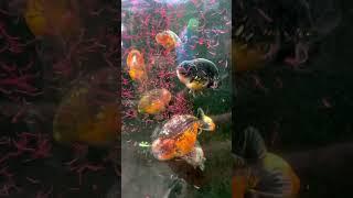 RANCHUS IN A FRESH WATER DOWN AT OUR SUMMERCAMP