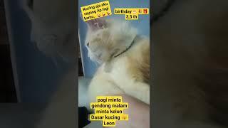 ultah Leon kucing #dj #remix #humorlucu #catlover #kucinglucuterbaru #shortvideo
