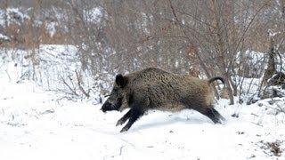 The Shooting Show - German wild boar, woodcock and rimfire coots