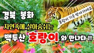 봉화에 캠핑왔다가~백두산 호랑이와 만나다  | 트램타고 비오는날 혼자 즐겨보는 ᆢ  | 국립백두대간수목원