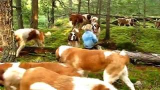 Lasquite's Saint Bernards 2011