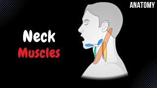 Muscles of the Neck (Groups, Origin, Insertion, Function)