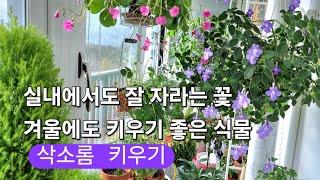 실내에서도 잘 자라는 꽃/겨울에도 키우기 좋은 식물/삭소롬 삽목방법/외목대수형 만들기