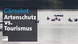 Zu viel Vogelkot im Vogelschutzgebiet: Altmühlsee hat ein Problem | BR24