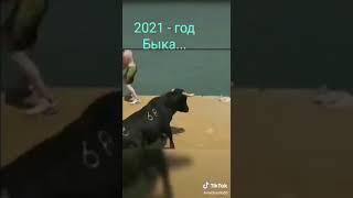 Год быка 2021