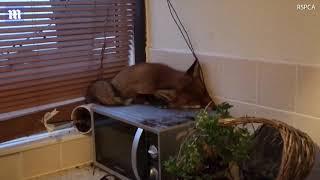 Family finds adorable fox asleep on top of their MICROWAVE!