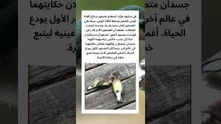 #قصص #قصص_واقعية #اكسبلور #حيوانات #عجائب #غرائب #كلاب #كلب #خيل #خيول #طبيعة #قطط #حصان #قطة #فرس