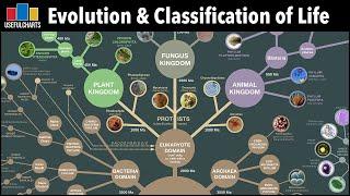 Evolution & Classification of Life | From Single Celled Bacteria to Humans