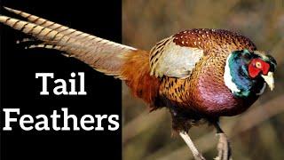 Bird Tail Feathers - Why Birds Have Tails