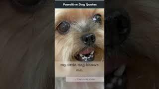 Pawsitive Dog Quotes | I am I because... #shorts