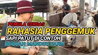 SAPI SUPER ! || Penggemukan Pada Sapi || kandang berkah mandiri farm #appsi #cow #sapibesar