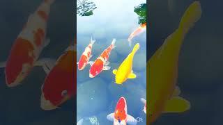 Animal #koi #koi #morviews #moretraffic #koifish #moreviewers #moreviews #fish #sharkfeeding