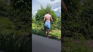 Формовочная обрезка боярышника #land_blog #ландшафтныйдизайн #озеленение #обрезка #садмечты #garden