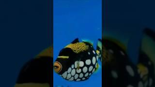 Roaring Triggerfish - Just For Fun