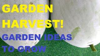 GARDEN HARVEST | GARDEN VEGETABLES | GARDENING PHILIPPINES