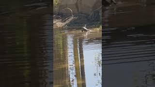 frog dance #music #anime #animeedit #song #travel #explortheworld #phonk #explore
