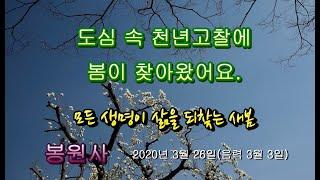 도심속 천년고찰에 봄이 찾아왔어요 -봉원사