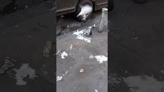 #Only In New York Pigeons eating snow on the streets